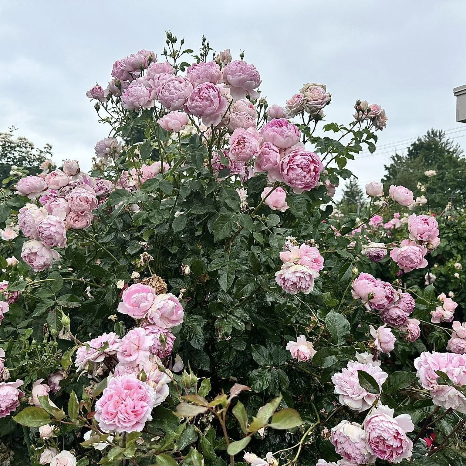 Rosa 'AUStijus'  - The Ingenious Mr. Fairchild® Rose