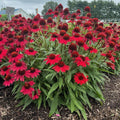 Echinacea purpurea 'SunMagic Vintage Hot Red'  - SunMagic® Vintage Hot Red Echinacea