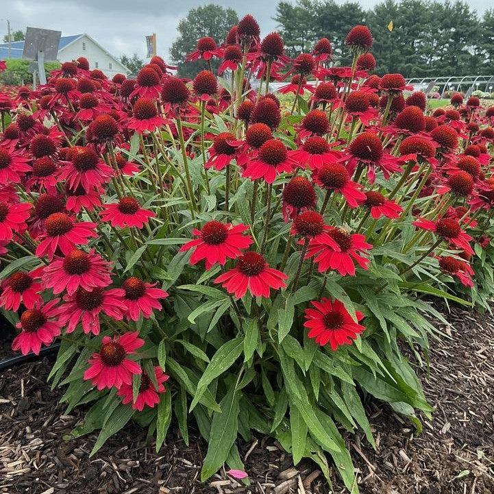Echinacea purpurea 'SunMagic Vintage Hot Red'  - SunMagic® Vintage Hot Red Echinacea