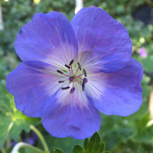 Azure Rush Cranesbill (Geranium 'Azure Rush') — Long-Blooming Blue Perennial