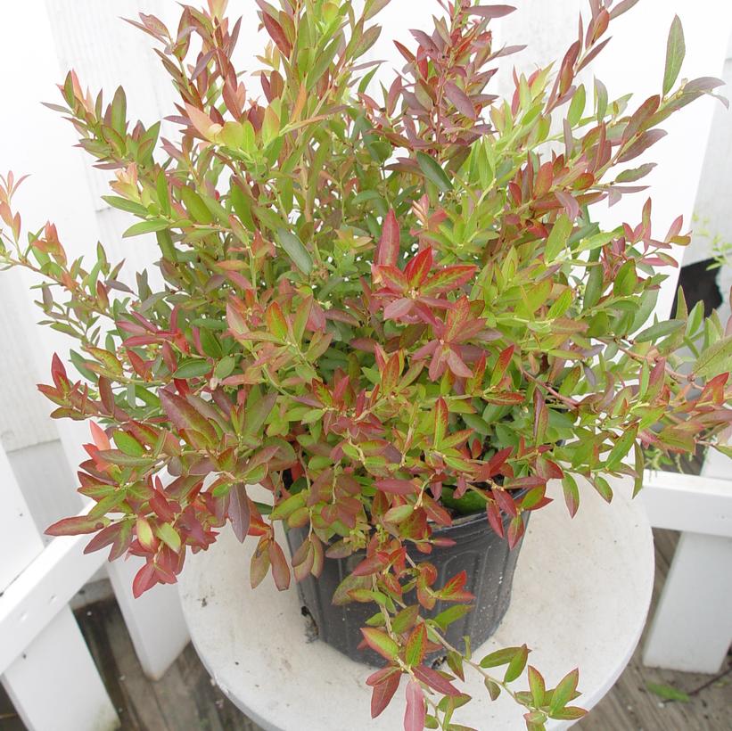 Vaccinium angustifolium 'Burgundy'  - Burgundy Lowbush Blueberry