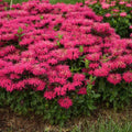 Monarda 'Leading Lady Razzberry' PP34130  - PW® Leading Lady Razzberry Bee Balm