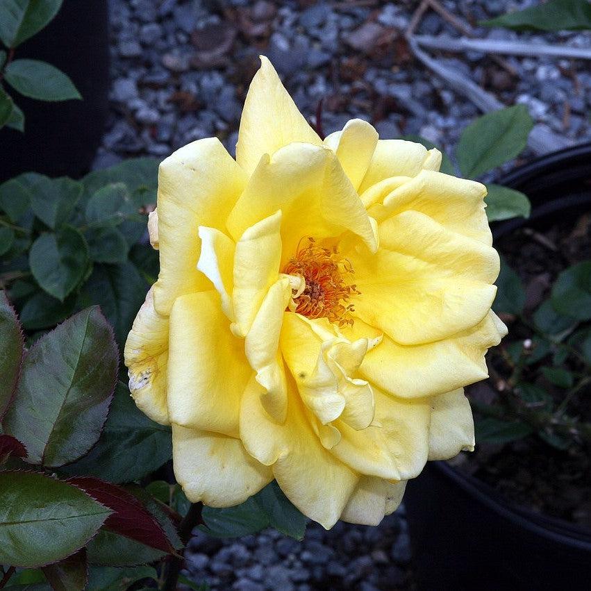 Rosa 'TANolg'  - Oregold Rose