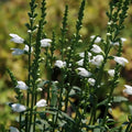 Physostegia virginiana 'Miss Manners'  - Miss Manners Obedient Plant