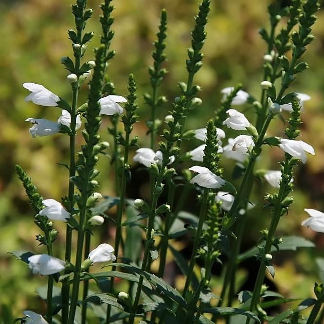 Physostegia virginiana 'Miss Manners'  - Miss Manners Obedient Plant