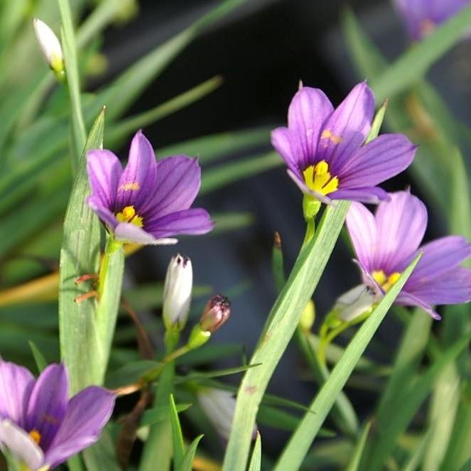 Sisyrinchium angustifolium 'Lucerne'  - Lucerne Blue-Eyed Grass