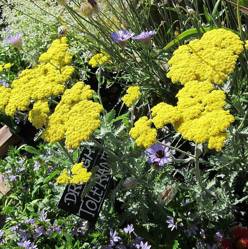 Achillea x 'Moonshine'  - Moonshine Yarrow