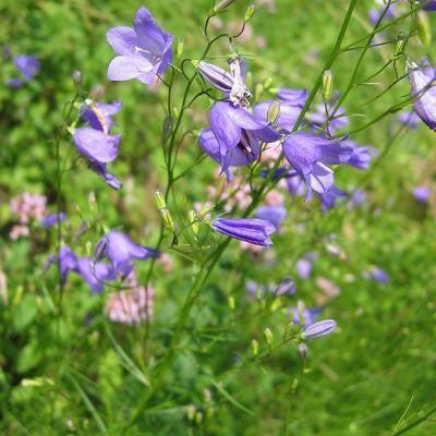 Campanula rotundifolia  - Bluebell