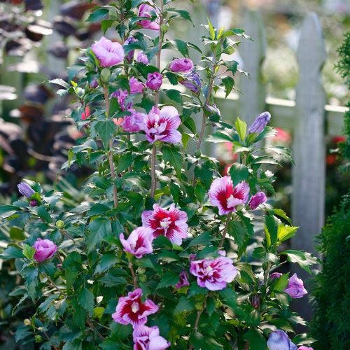 Hibiscus syriacus 'Gandini Santiago'  - Purple Pillar® Rose of Sharon