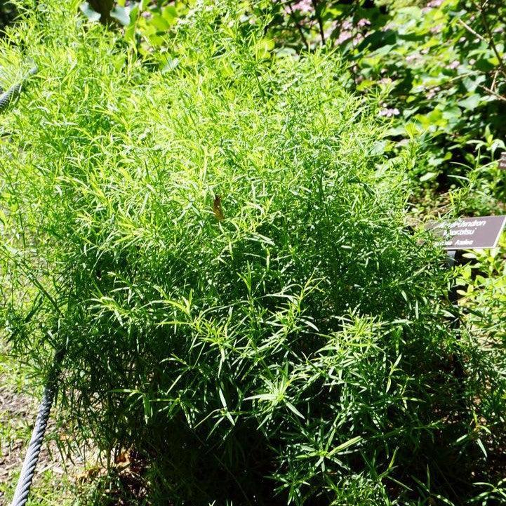 Pycnanthemum tenuifolium  - Slender Mountainmint