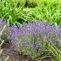 Lavandula angustifolia 'Summer Serenade'  - Summer Serenade Lavender