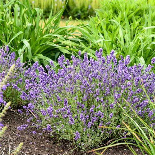Lavandula angustifolia 'Summer Serenade'  - Summer Serenade Lavender
