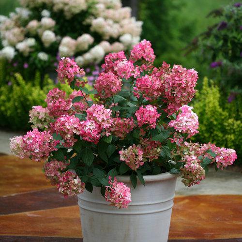 Hydrangea paniculata 'SMHPFL' PP25,135  - Fire Light® Hardy Hydrangea