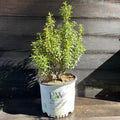 Ilex glabra 'SMNIGAB17'  - Gem Box® Inkberry Holly