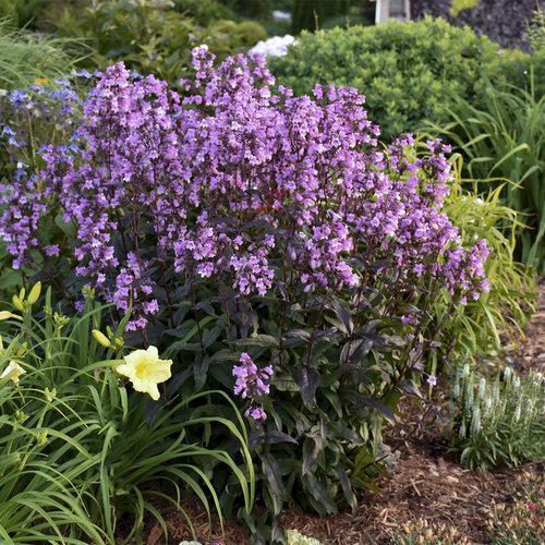 Penstemon ‘Midnight Masquerade’  - Midnight Masquerade Beardtongue