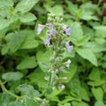 Nepeta racemosa 'Blue Wonder'  - Blue Wonder Catmint