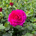 Rosa x 'Noa11356'  - Showpiece™ Purple Rose