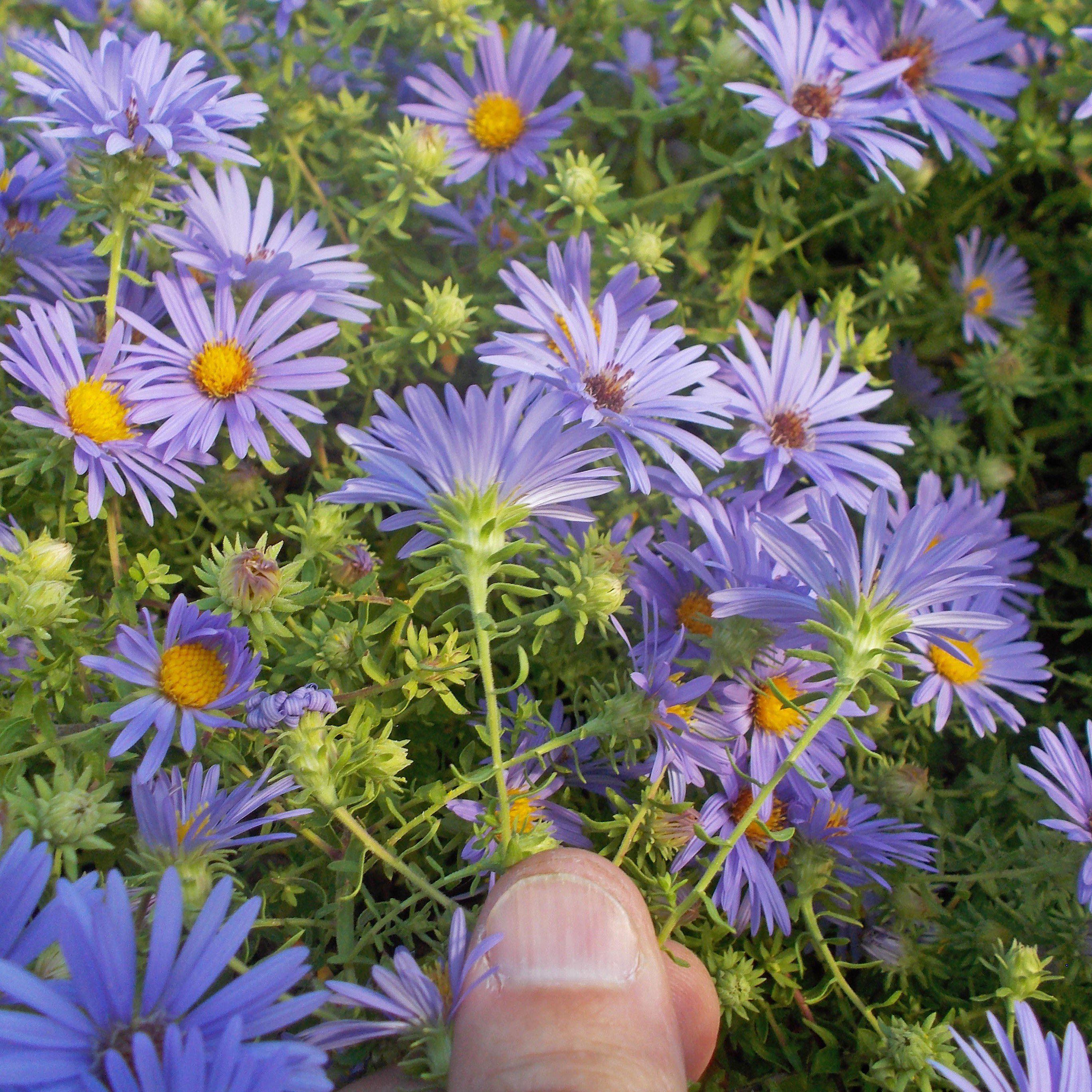 Aster oblongifolium 'October Skies'  - October Skies Aromatic Aster