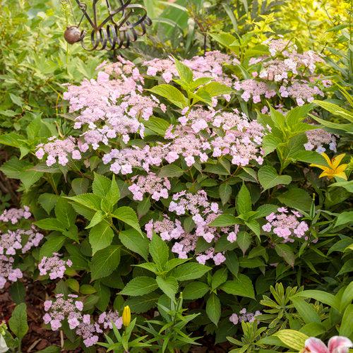 Hydrangea serrata 'MAKD'  - Tiny Tuff Stuff™ Hydrangea