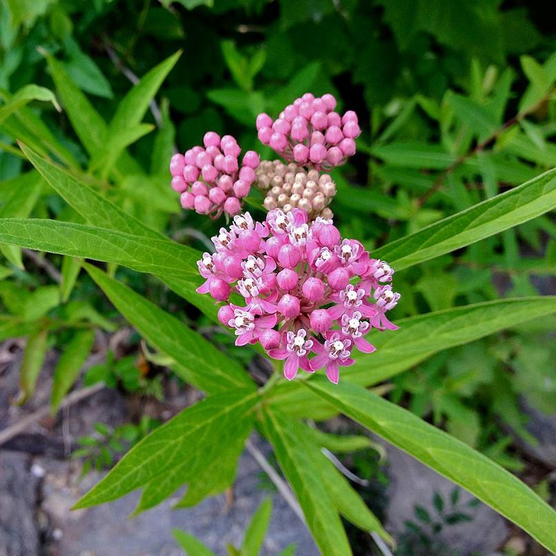 Asclepias incarnata  - Swamp Milkweed, Rose Milkweed