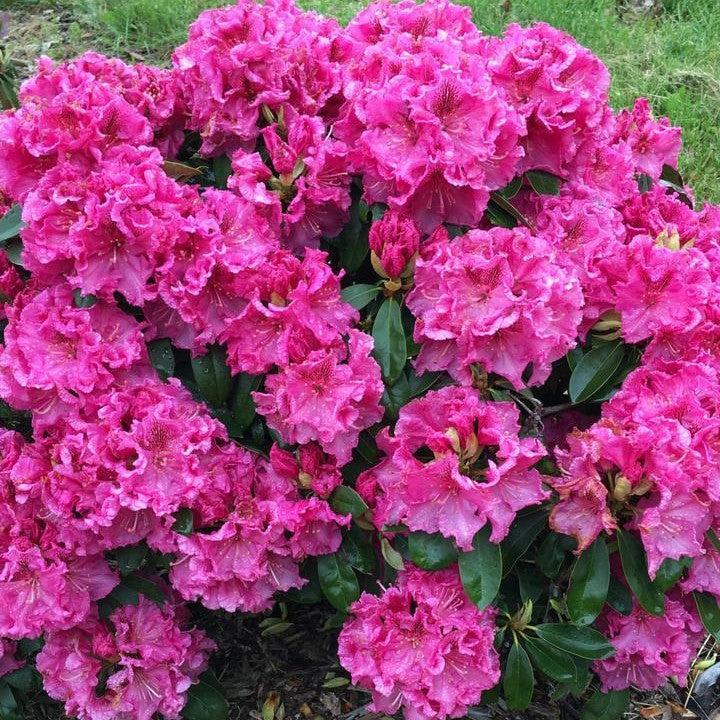 Rhododendron ‘Raspberry Ruffles’  - Holden's™ Raspberry Ruffles Azalea