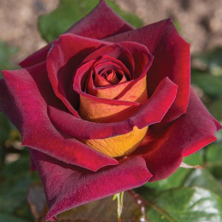 Rosa x 'Meirysett'  - Dark Knight™ Rose