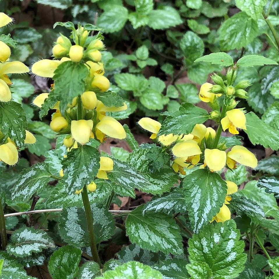 Variegated Yellow Archangel (Lamiastrum galeobdolon) — Silver Groundcover Perennial