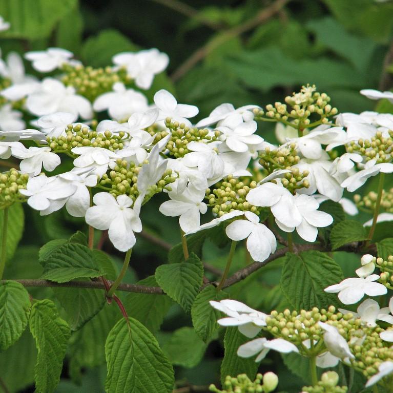 Viburnum plicatum 'Shasta'  - Shasta Viburnum, Doublefile Viburnum