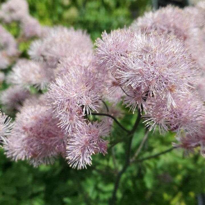 Thalictrum 'TNTNP'  - Nimbus™ Pink Meadow-Rue