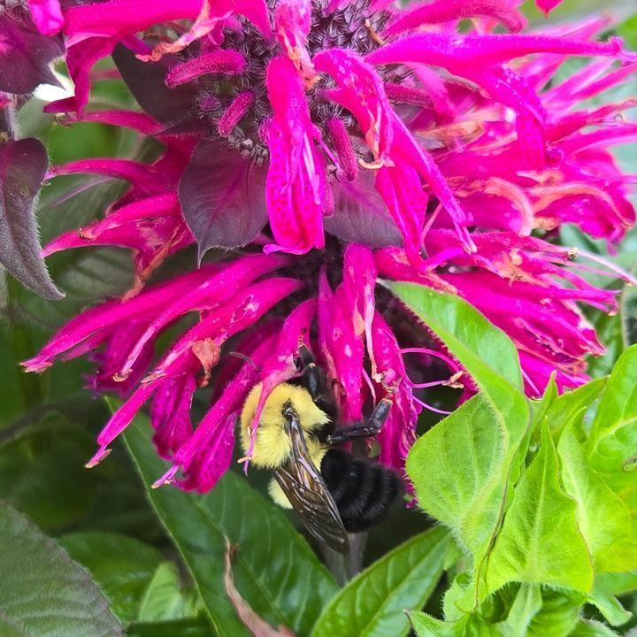 Monarda 'Leading Lady Pink' PP34,205  - PW® Leading Lady Pink Bee Balm