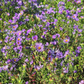 Aster oblongifolium  - Aromatic Aster