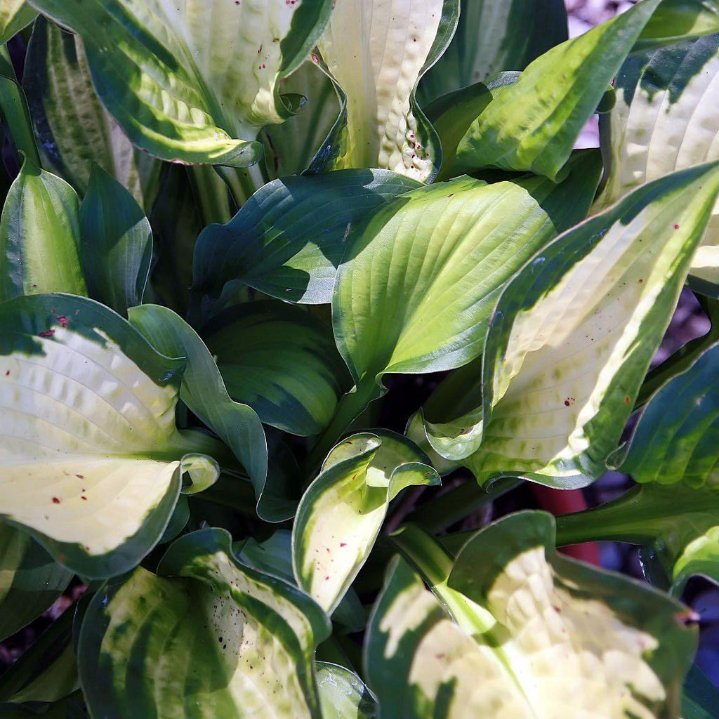 Hosta x 'Paul's Glory'  - Paul's Glory Hosta