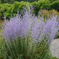 Perovskia atriplicifolia  - Russian Sage
