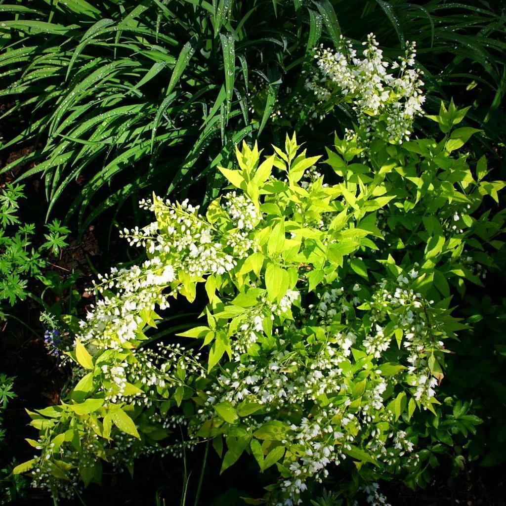 Deutzia gracilis 'Duncan' PP16,098  - Chardonnay Pearls® Deutzia