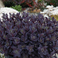 Sedum rupestre 'Pldaz2018'  - Sedum Sunsparkler® Plum Dazzled