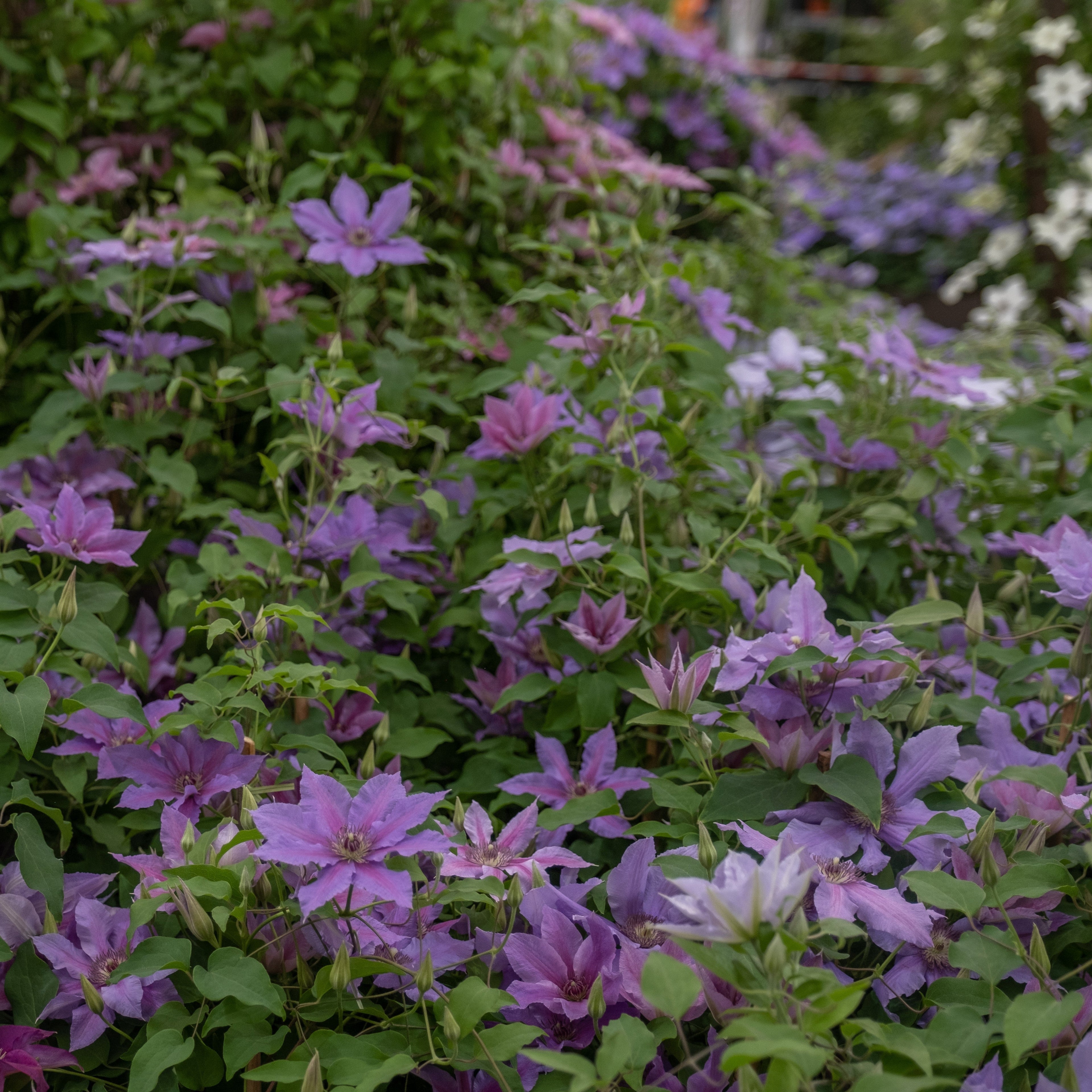 Clematis 'EviGsy151'  - Tumaini™ Clematis