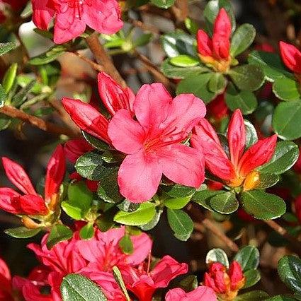 Rhododendron x 'Hino Crimson'  - Hino Crimson Azalea