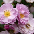 Rosa x 'ChewLilacdays'  - Rise Up® Lilac Days® Climbing Rose