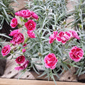 Dianthus x 'KLEDG11143  - EverLast™ Burgundy Blush Dianthus