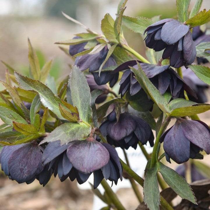 Helleborus 'Dark and Handsome'  - Honeymoon® Dark and Handsome Lenten Rose