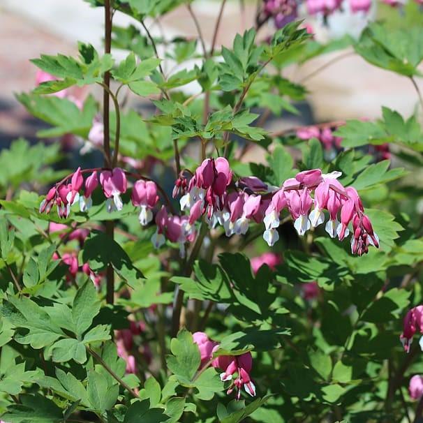 Dicentra eximia  - Fern-Leaf Bleeding Heart