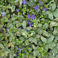 Vinca minor 'Ralph Shugert'  - Ralph Shugert Periwinkle