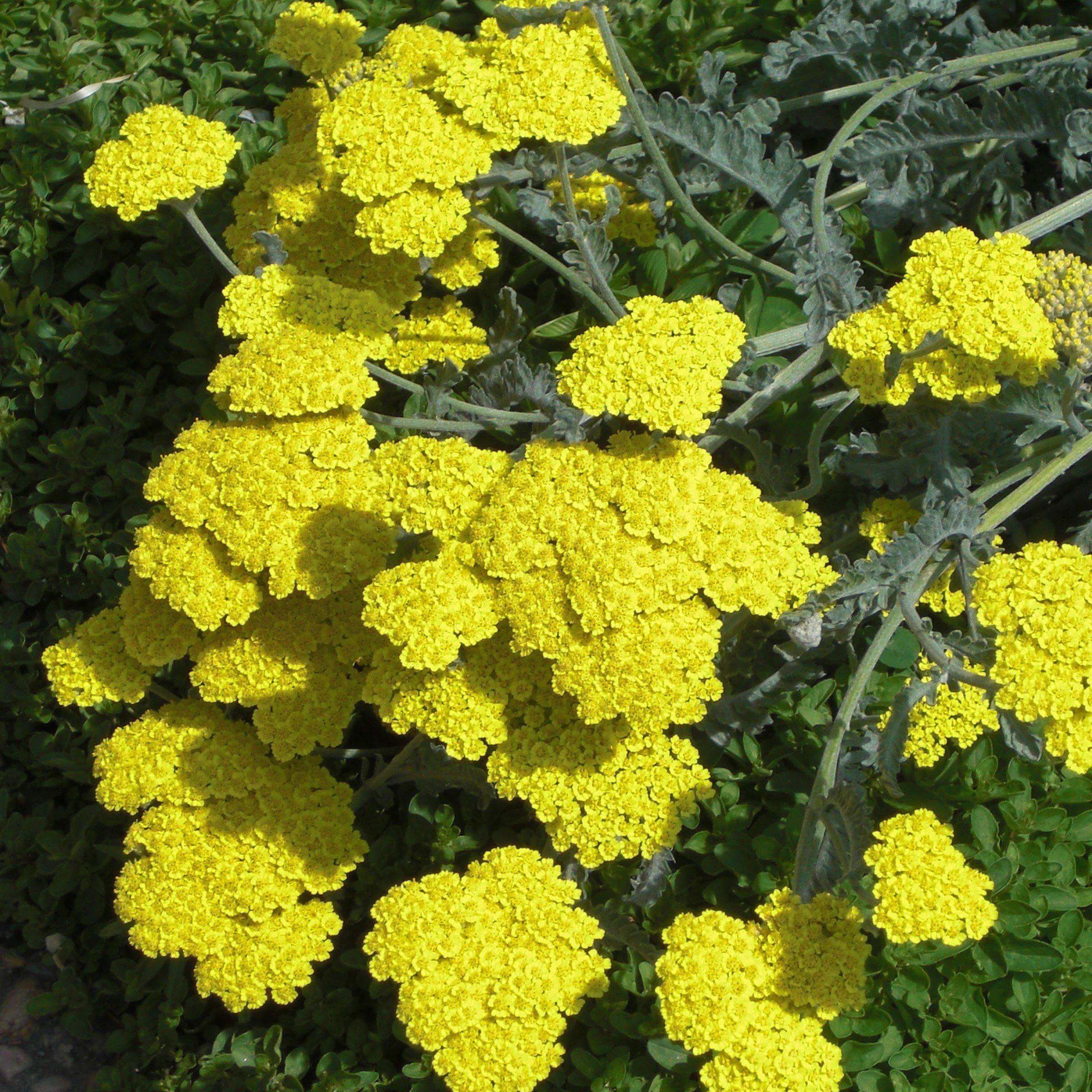 Achillea x 'Moonshine'  - Moonshine Yarrow