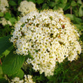 Viburnum plicatum 'PIIVIB-II' PP28,958  - First Editions® Opening Day™ Viburnum, Doublefile Viburnum