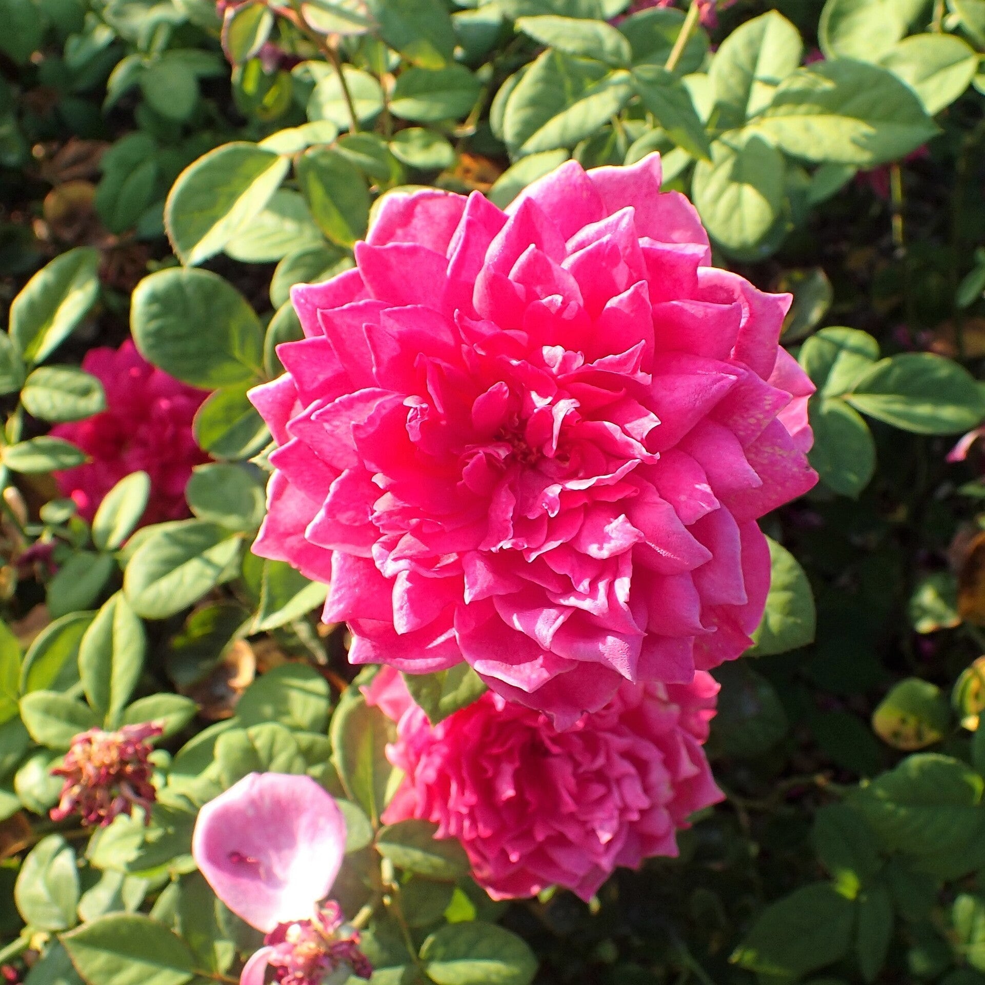 Rosa 'Auslot'  - Sophy's Rose