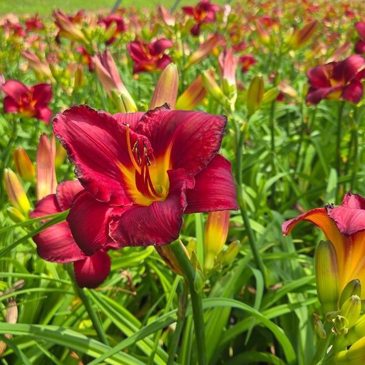 Hemerocallis 'Prairie Wildfire'  - Prairie Wildfire Daylily