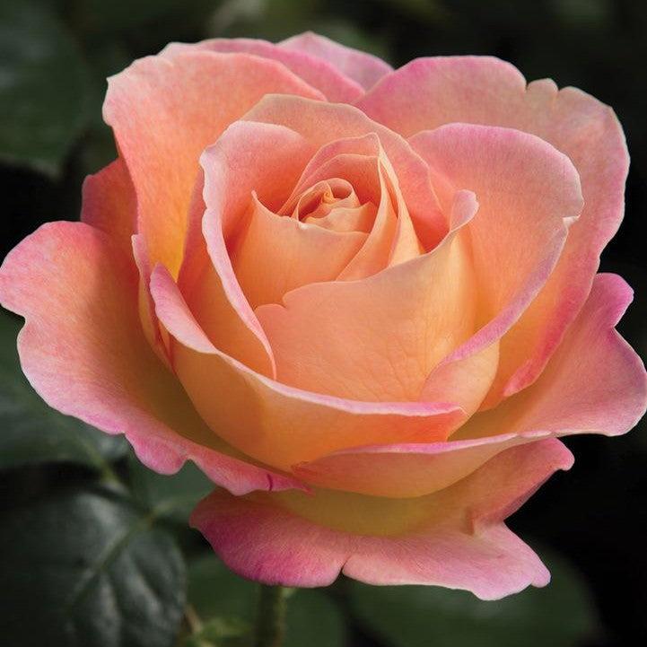 Rosa 'Meibderos'  - Elle® Rose