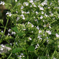 Calamintha nepeta 'White Cloud'  - White Cloud Calamint