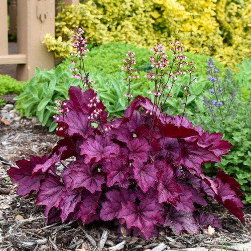 Heuchera 'Wild Rose'  - Primo® Wild Rose Heuchera