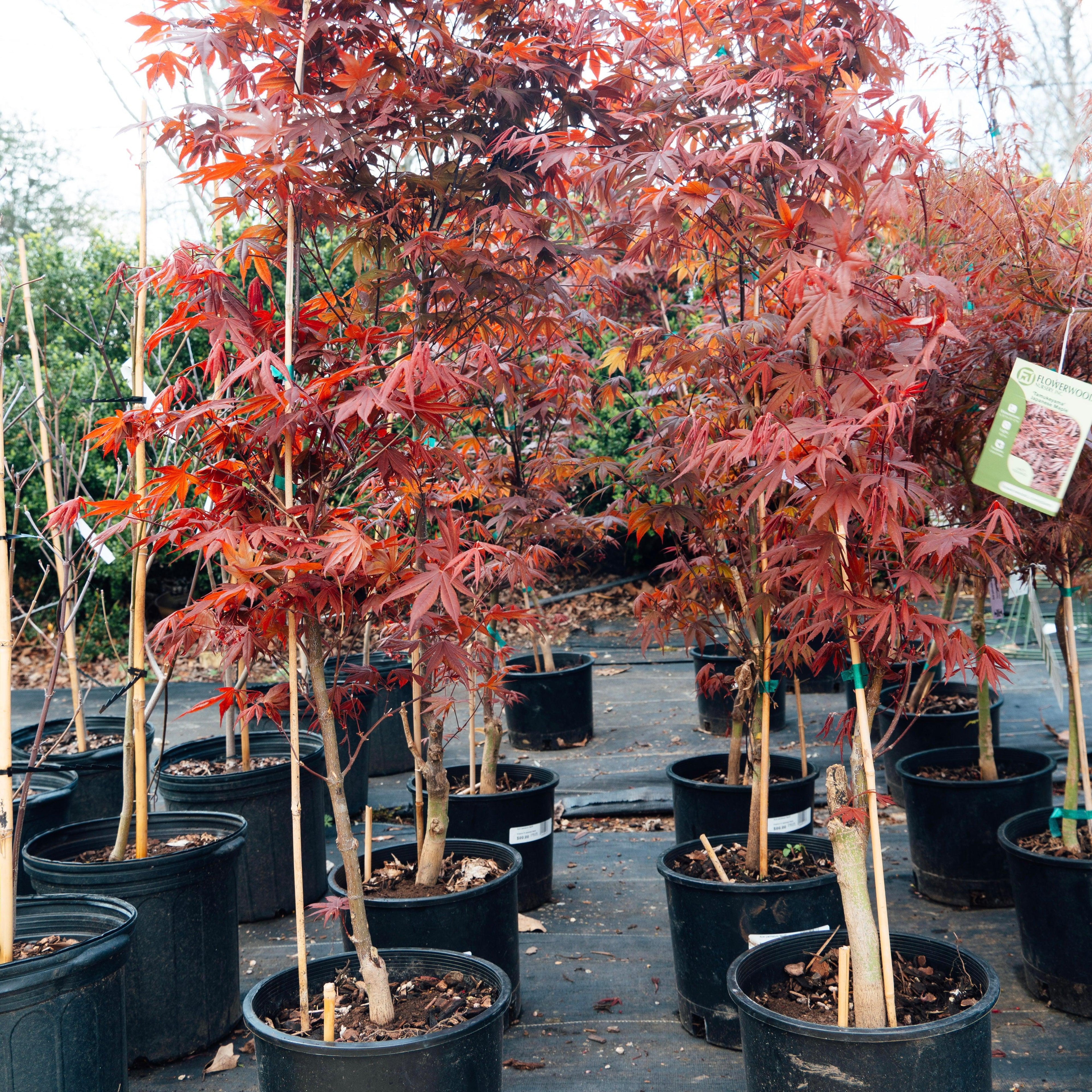 Acer palmatum var. dissectum 'Tamukeyama'  - Tamukeyama Japanese Maple